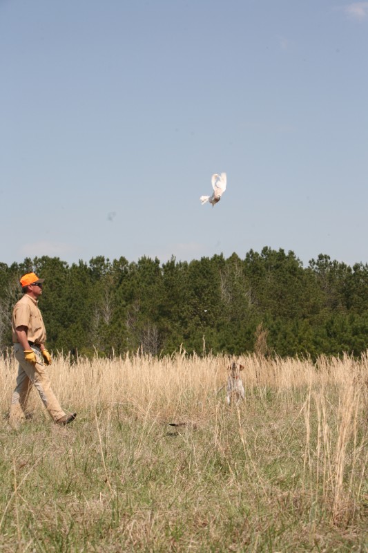 Click Gun Dog Supply