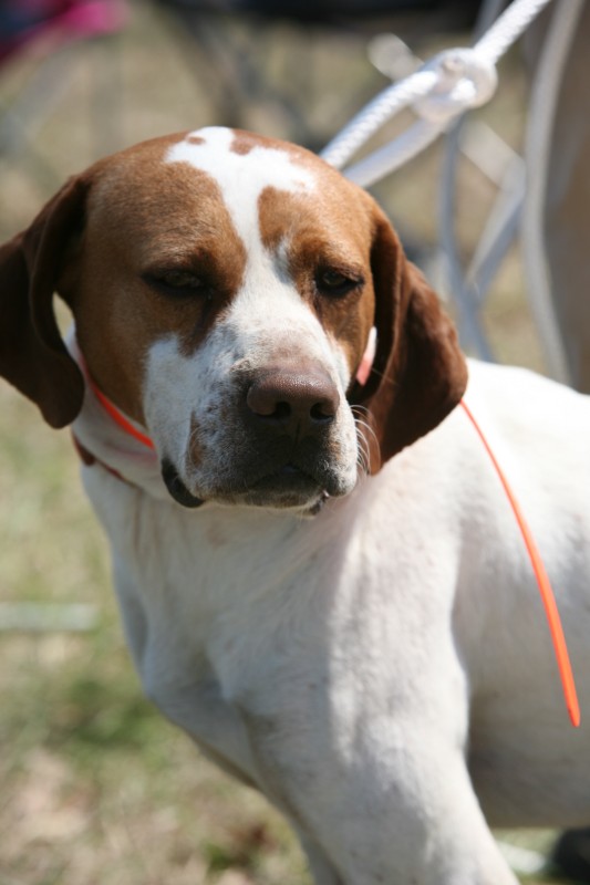 Click Gun Dog Supply