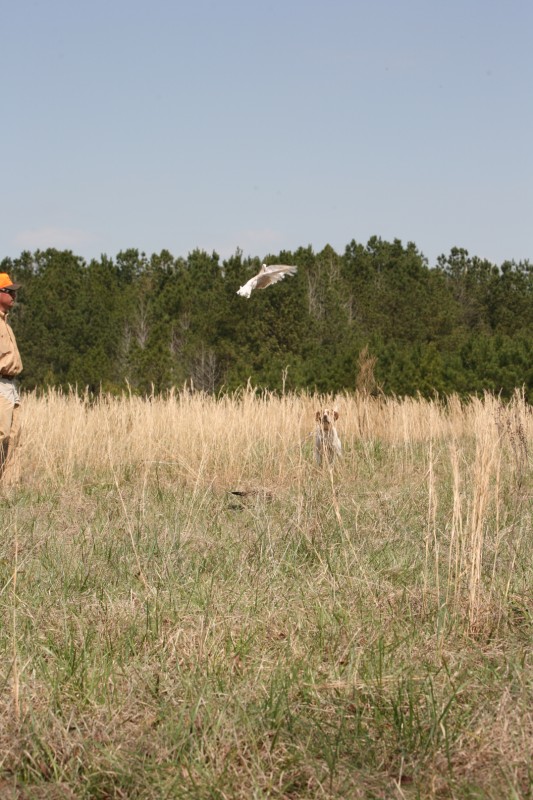 Click Gun Dog Supply