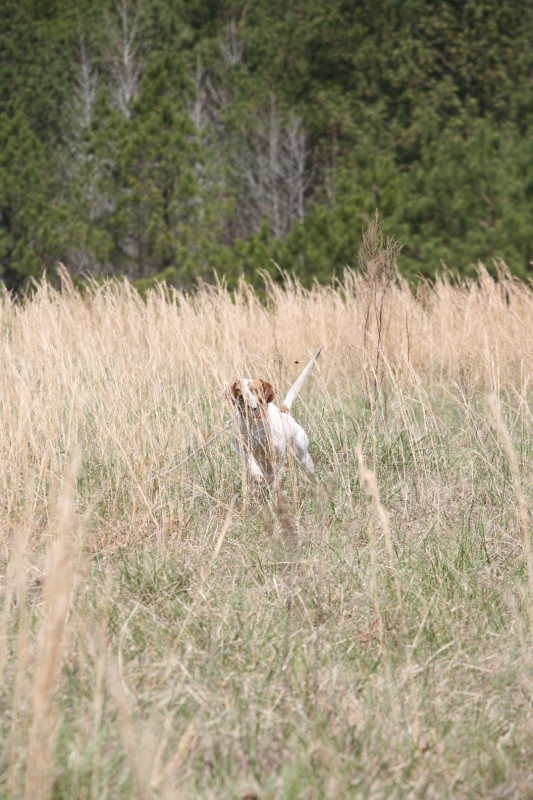 Click Gun Dog Supply