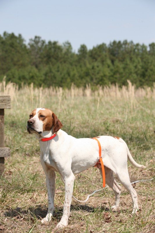 Click Gun Dog Supply