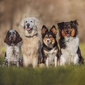 Dog Collar Buyer's Guide