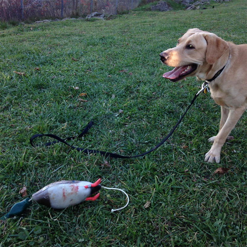Customer Photo: Tommy Thomas of his Lab Nico