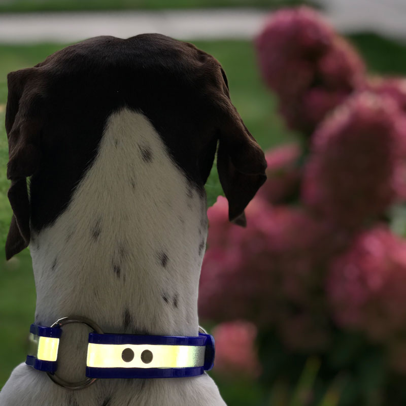 Customer Photo: Henry Singh's dog with his Reflective Collar