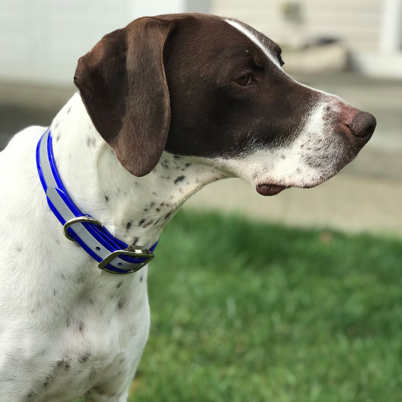 Customer Photo: Henry Singh's dog with his Reflective Collar