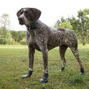 Hunting Dog Boots | Best Boot for Dogs' Feet
