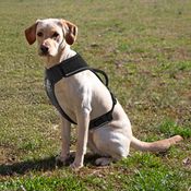 Dog Harnesses, Packs, and Saddle Bags