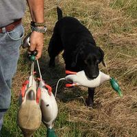 Steve's BEST Dog Training Collars Buyer's Guide w/ Ratings & Reviews
