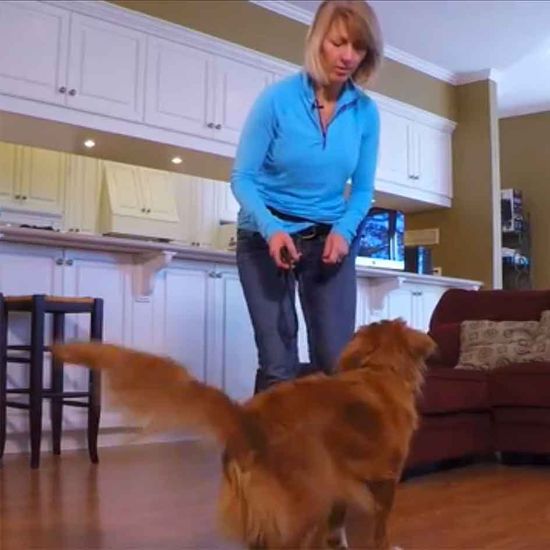 Dog Tricks How to Teach Your Dog to Walk Backwards.