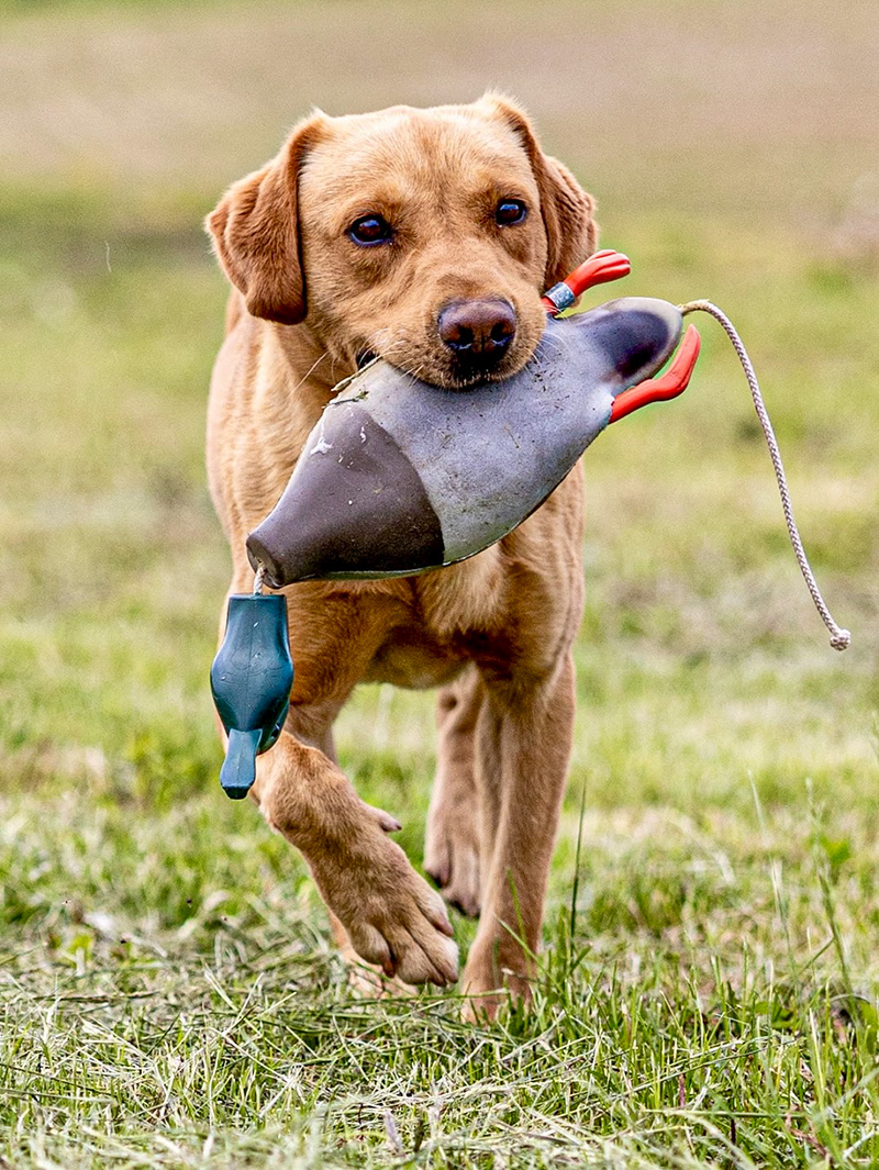 Dokken Ducks -- Deadfowl Retriever Trainers | Gun Dog Supply