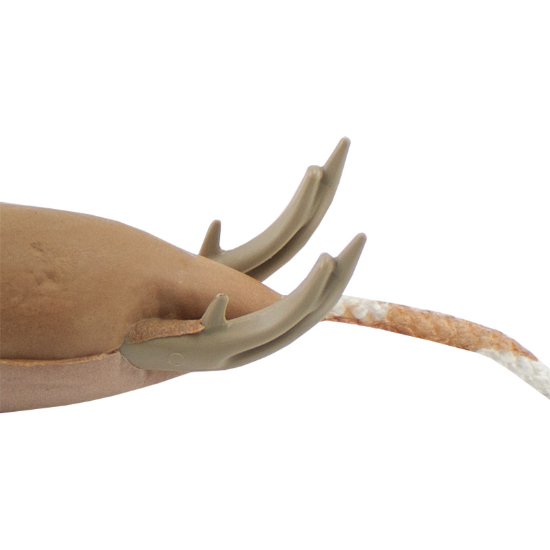 Dokken Mini-Bobwhite Quail Feet Detail