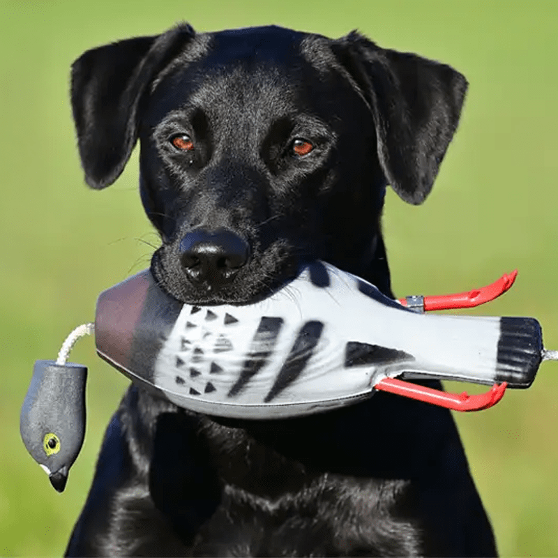 Dokken's Dead Fowl Trainers - Pigeon | Gun Dog Supply
