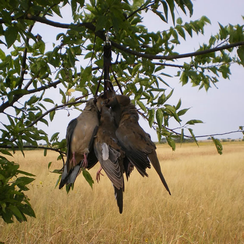 Dove / Quail Holder Lifestyle on Tree