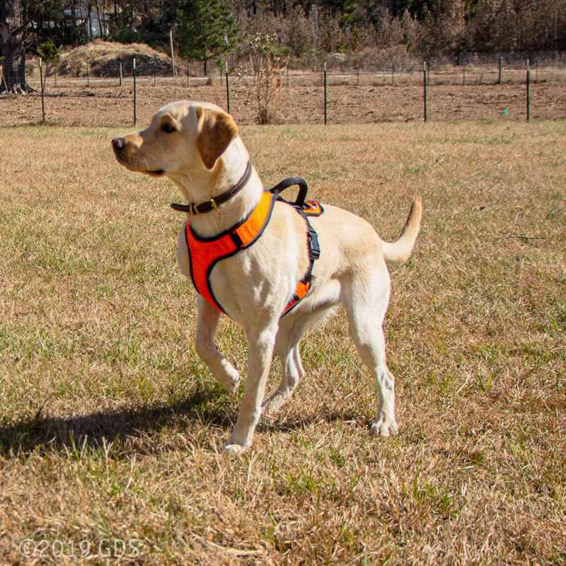EasySport Harness on Dog