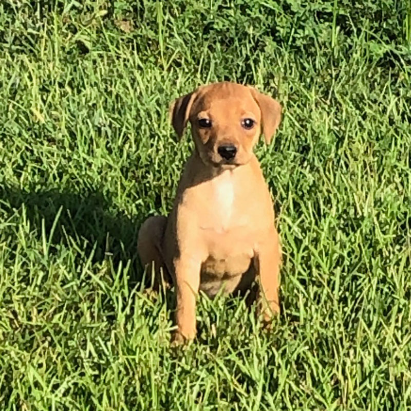 Steve M's Dog Ruby (Mountain Feist) Gun Dog Supply