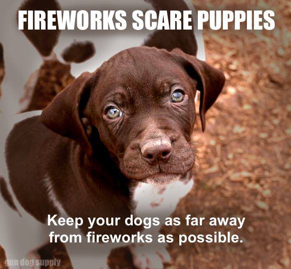 Dogs & Fireworks What You Need to Know Gun Dog Supply