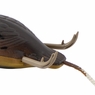 Gambels Quail Feet Detail