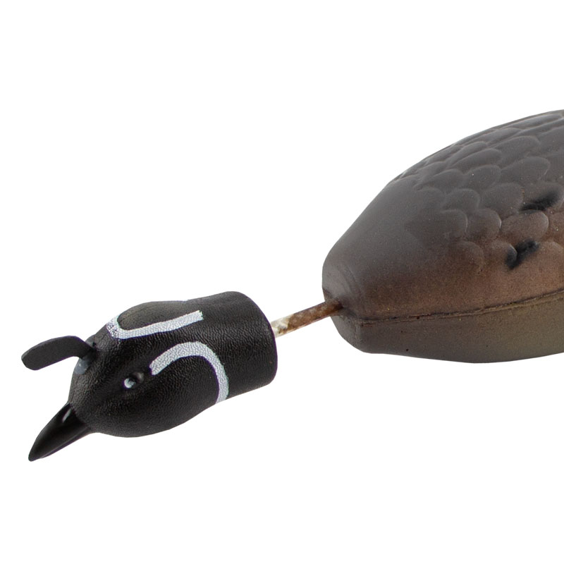 Gambels Quail Head Detail