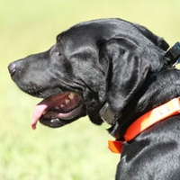 buy  How to Use a No-Bark Collar