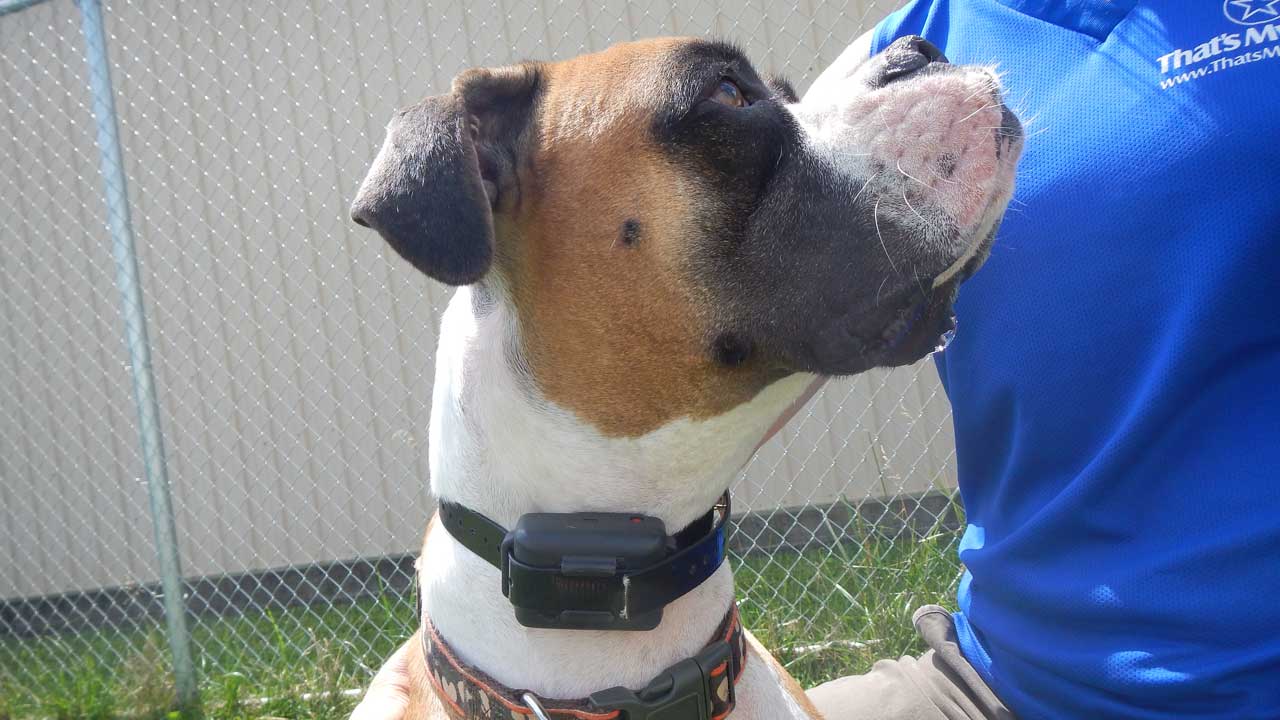 Know How to Train a Dog, Know How to Use a Remote Collar?.