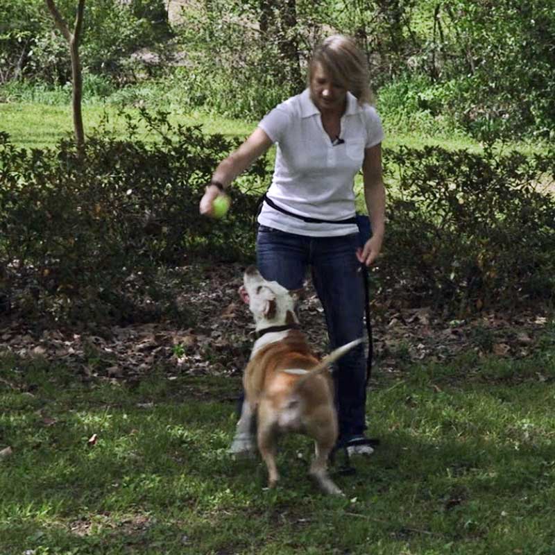 Impulse Control Games are a Time Well Spent Playing with your Dog