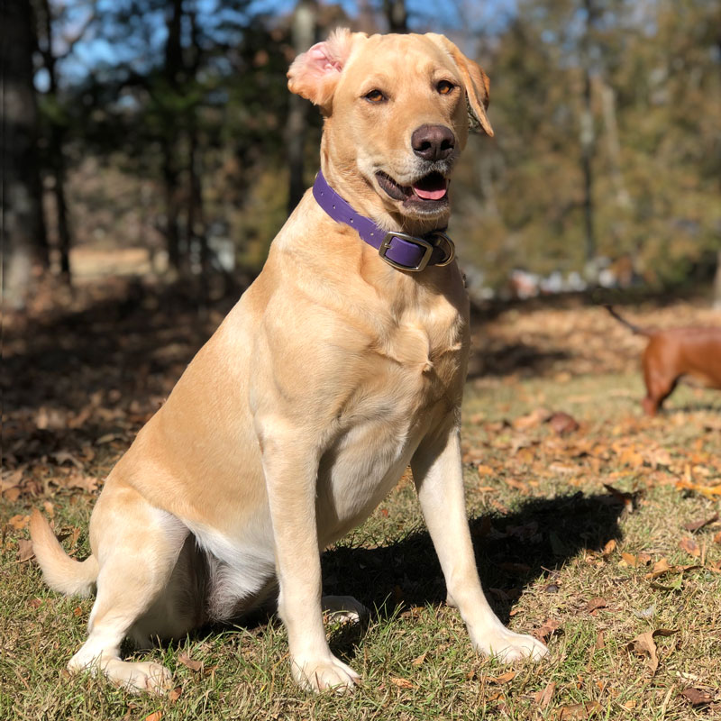 Jay's Dog Daisy (Labrador Retriever) Gun Dog Supply