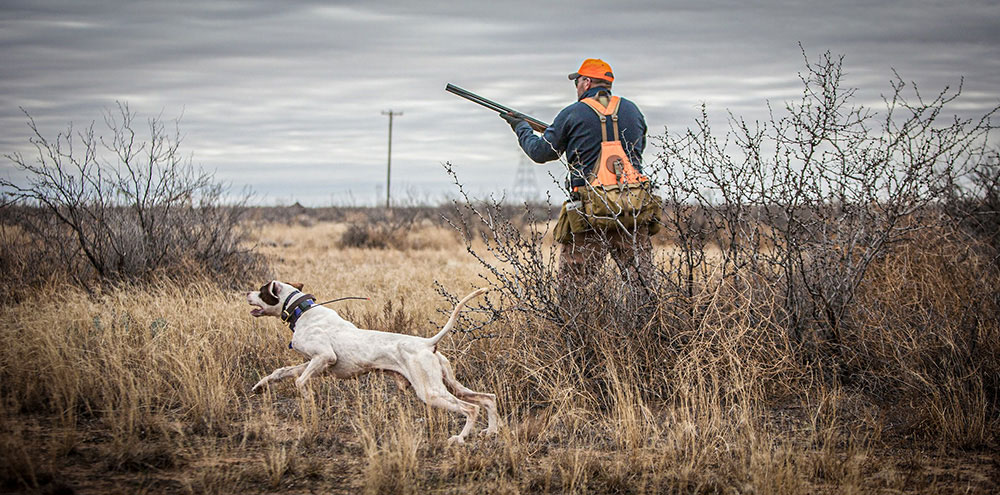 Keep Your Dog from Becoming Gun Shy