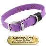 LASER BIG DAWG -- AMETHYST PURPLE 1 in. Biothane Standard Collar
