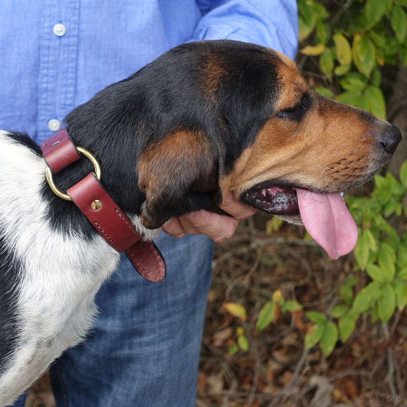 Leather Dog Collar with Name Plate. 24.99 (Save 5.00)