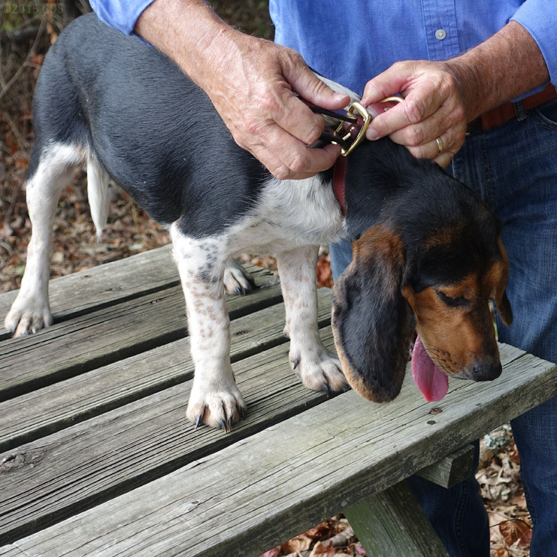 MOPIX Leather Dog Collar on a Beagle.