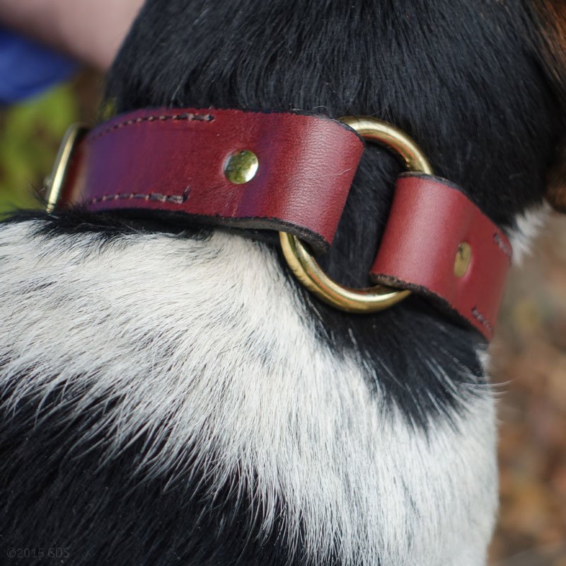 Leather Dog Collar with Name Plate. 24.99 (Save 5.00)