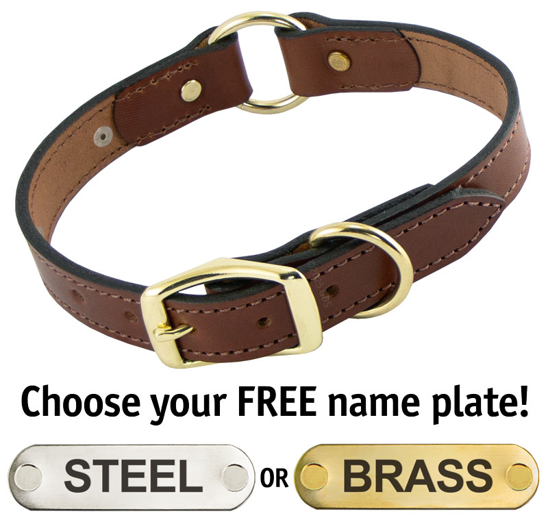 Leather Dog Collar with Name Plate | Gun Dog Supply
