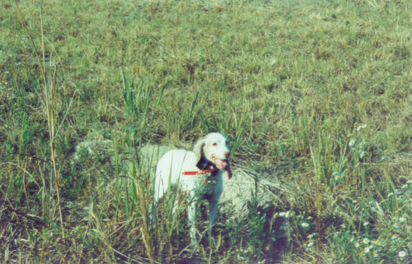 Maggie