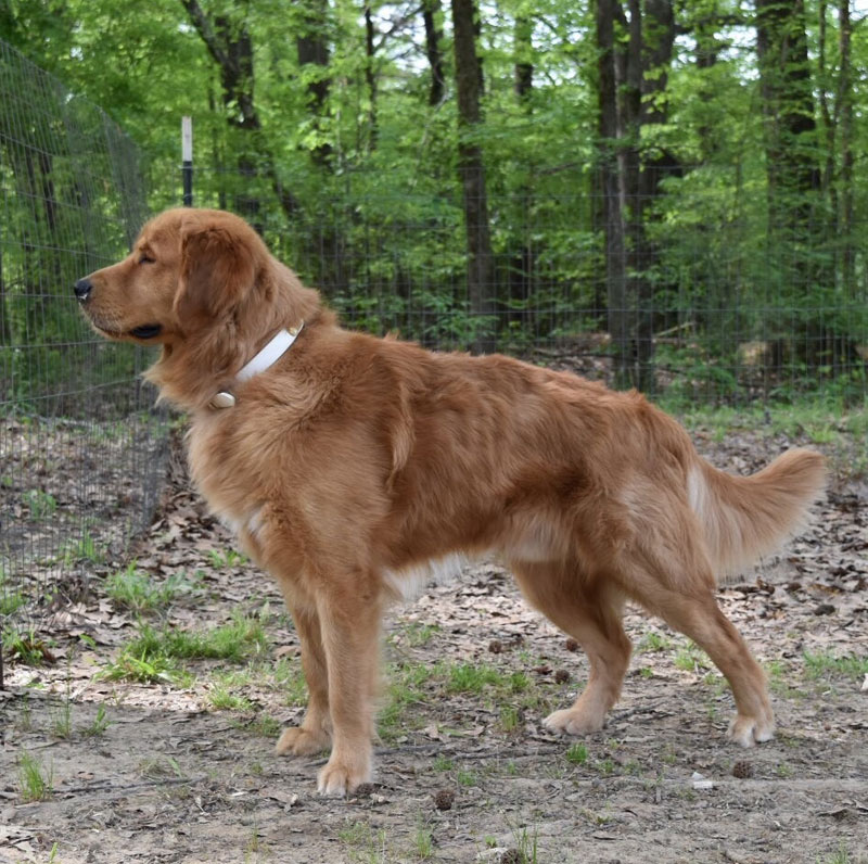 Drew's Dog Moe (Golden Retriever) Gun Dog Supply