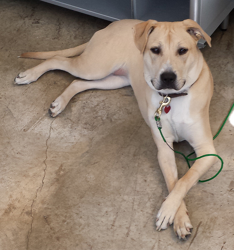 Mike's Dog Lemon (Lab / Pitbull Mix) Gun Dog Supply