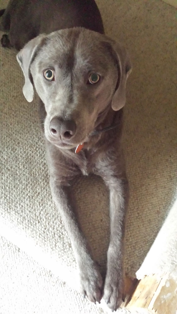 Mike's Dog Moon (Labrador Retriever) Gun Dog Supply