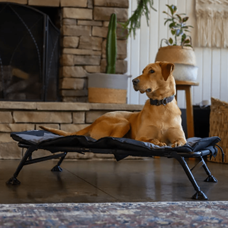 Outdoor Dog Raised Dog Beds For Kennels Pawhut Elevated Dog Bed