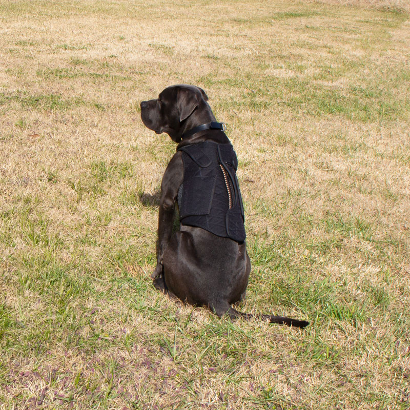 MOmarsh Versa Vest X Chest Panel on Dog 
