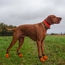 Nylon Dog Boots on Dog