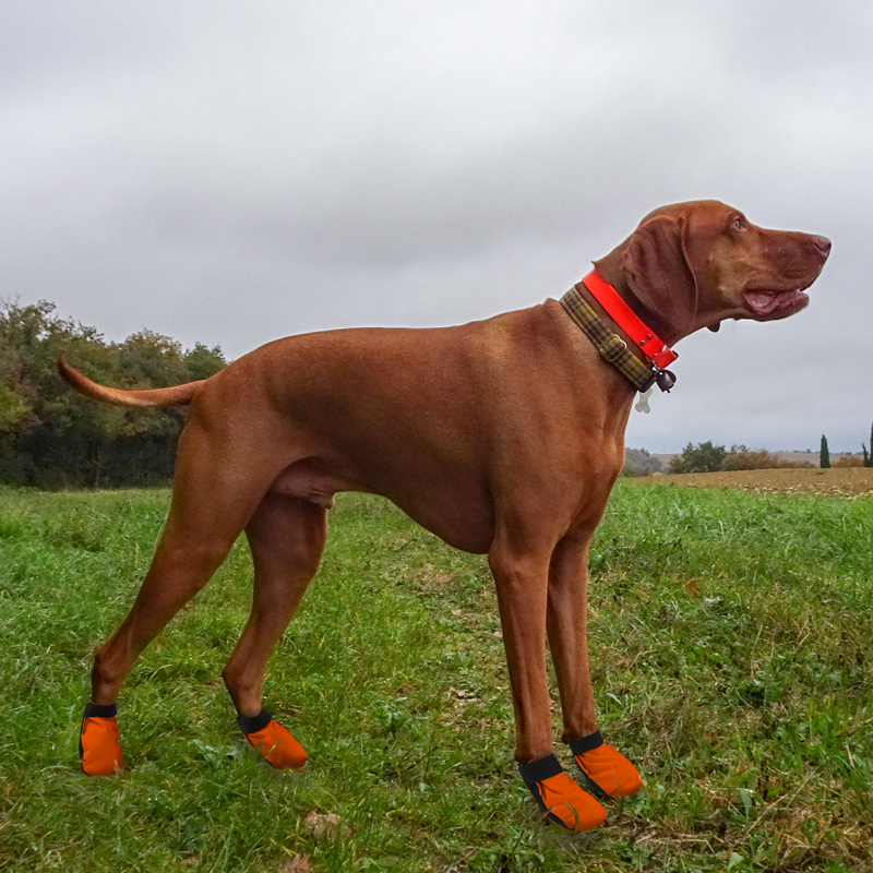 Nylon Dog Boots on Dog