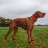 Nylon Dog Boots on Dog