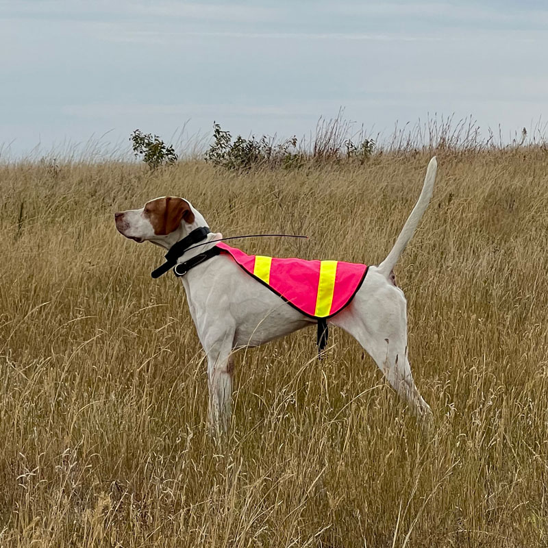 PINK Dog Visibility Safety Cape Gun Dog Supply