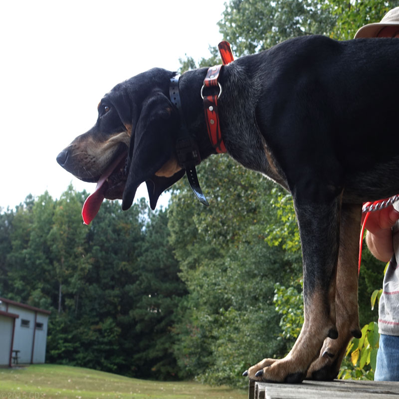 PRO 550 Collar on a Hound