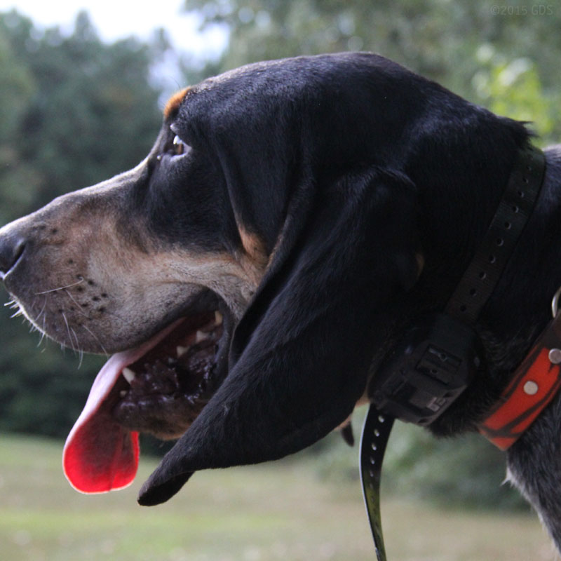 PRO 550 Collar on a Hound