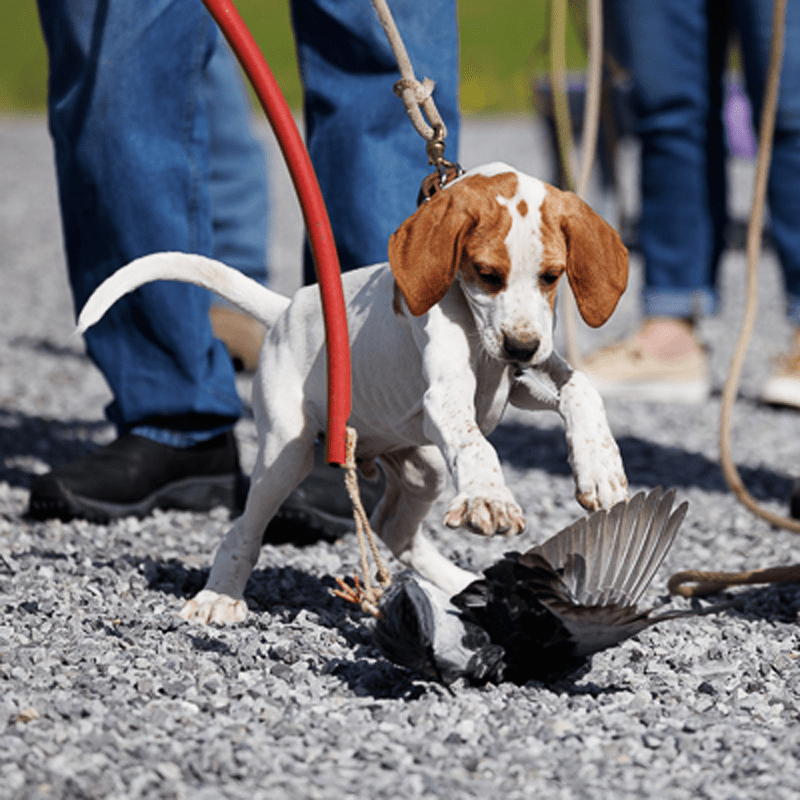 Puppy training with live bird