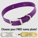 PURPLE 1 in. SunGlo Standard Collar