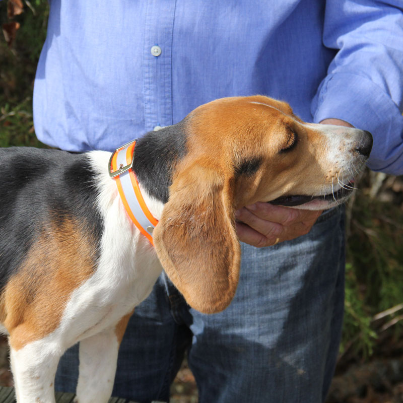 SunGlo Reflective Center Ring Collar on a Beagle