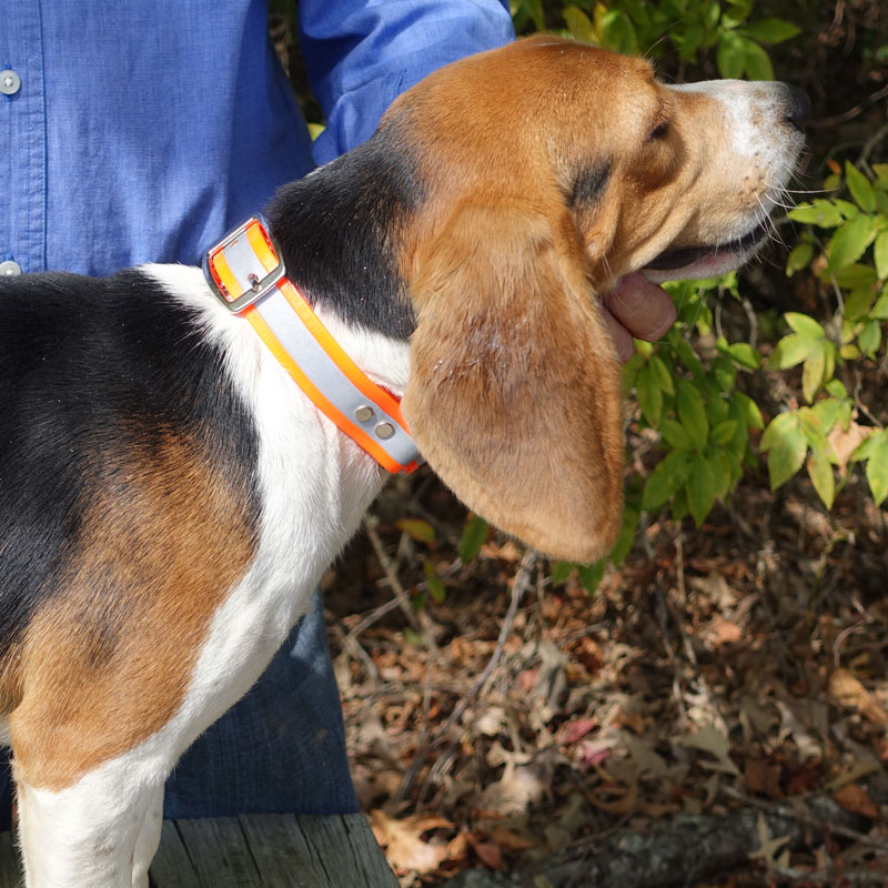SunGlo Reflective Center Ring Collar on a Beagle
