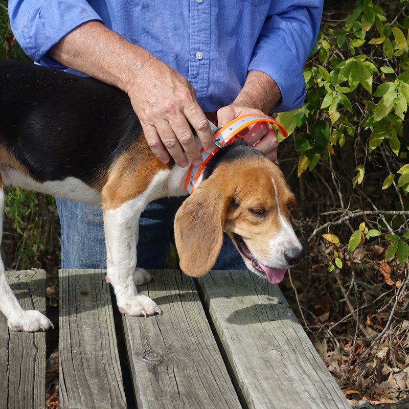 SunGlo Reflective Center Ring Collar on a Beagle