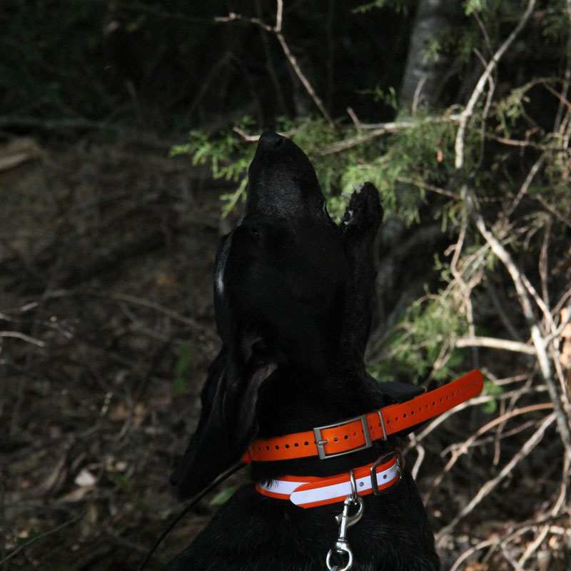 SunGlo Reflective Center Ring Collar on a Hound